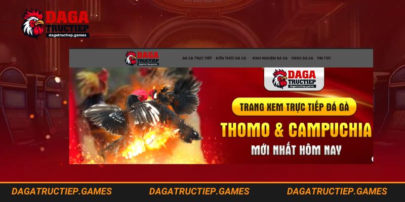 Quá trình phát triển trang web đá gà trực tiếp