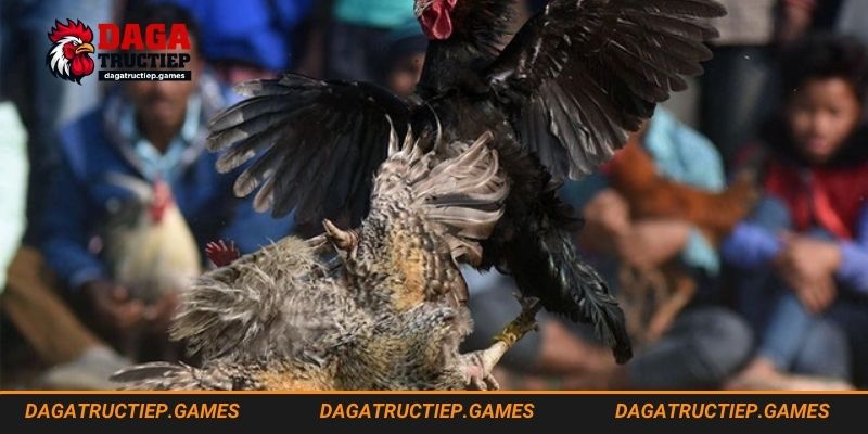 Cách Nuôi Gà Bo Lớn Tốt Từ Chuyên Gia