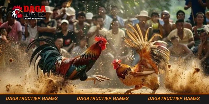 Cần cẩn thận khi cắt tai tích cho nuôi gà bo lớn