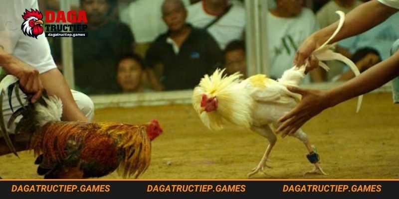 Giải đáp thắc mắc về cách nuôi gà bo lớn