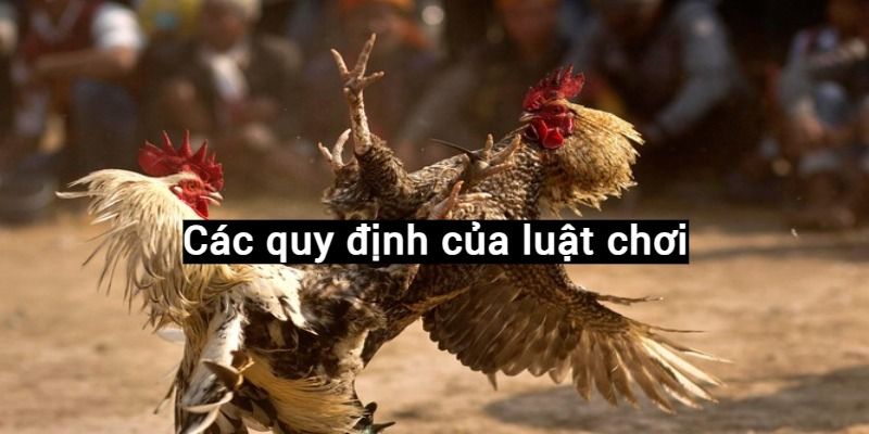 Quy định trong thi đấu của luật đá gà truyền thống