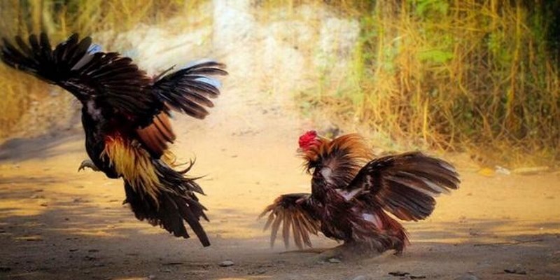 Mẹo cược đá gà từ việc quan sát