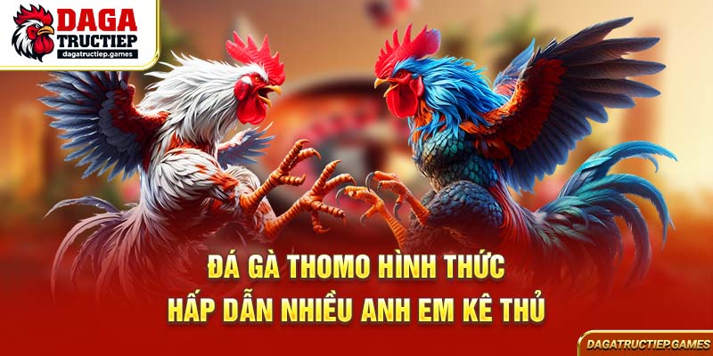 Đá gà Thomo hình thức hấp dẫn nhiều anh em kê thủ