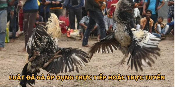 Hình thức đá gà trực tiếp hoặc online đều hấp dẫn