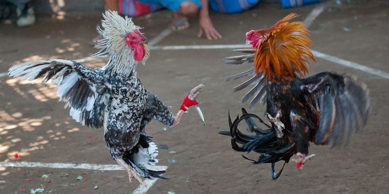 Tìm hiểu về đá gà truyền thống Việt Nam